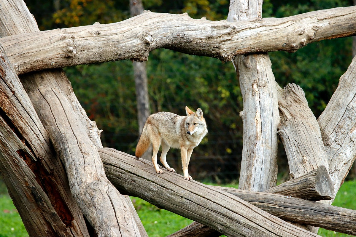 Can coyotes climb trees? It depends. by Robinbarrownichols Medium