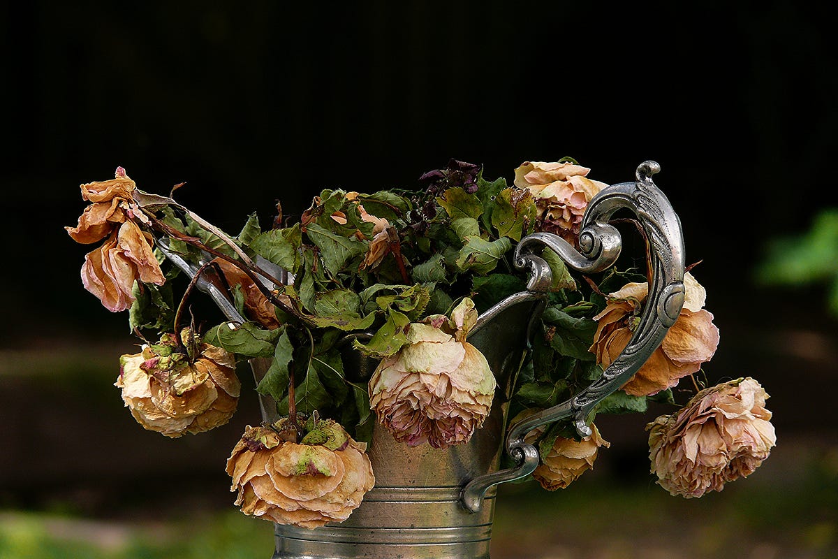 Don’t Water Dead Flowers. We are not defined by our past, so… by