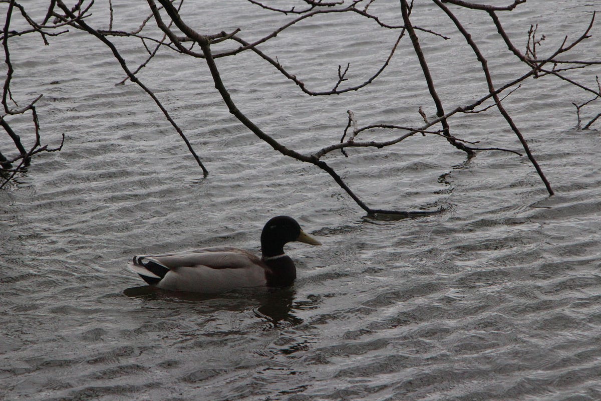 Why You Should Not Feed The Ducks Bread by Mo Schouten