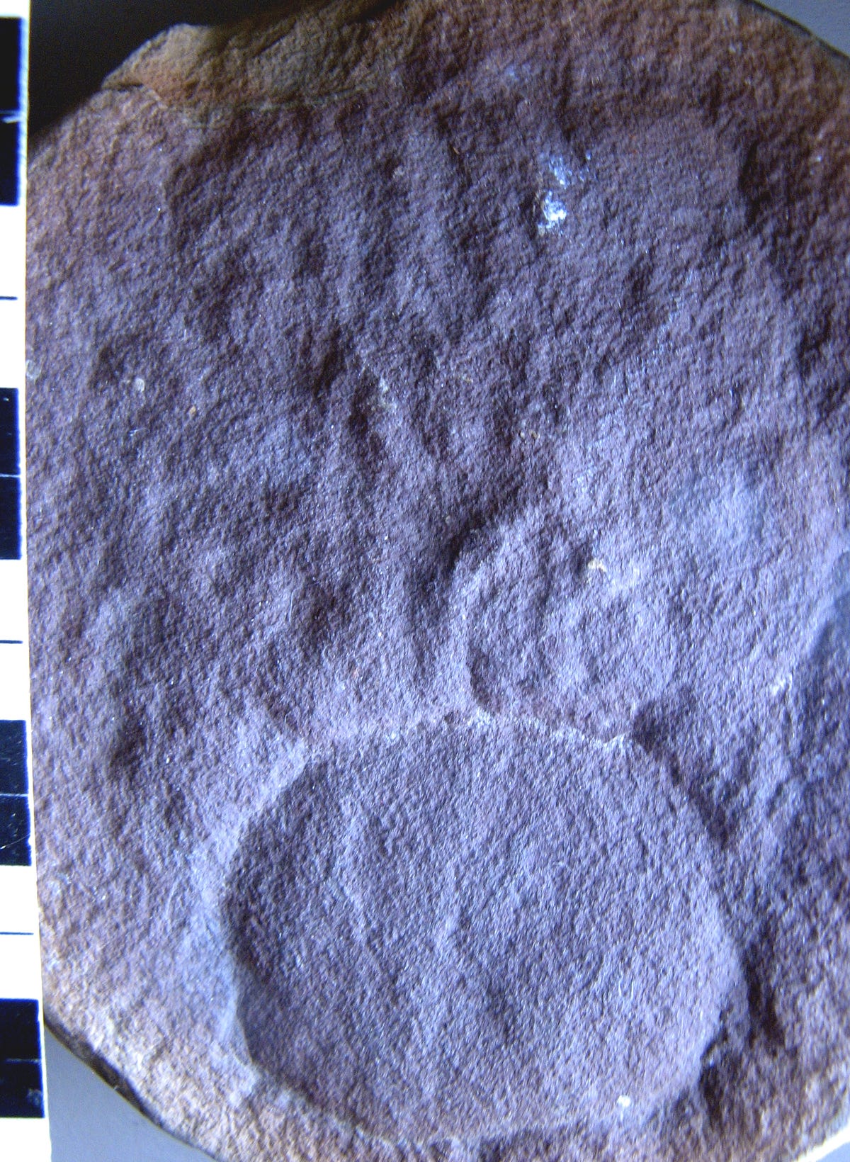 What are fossils worth?. 2.36 million dollars. That’s how much… by