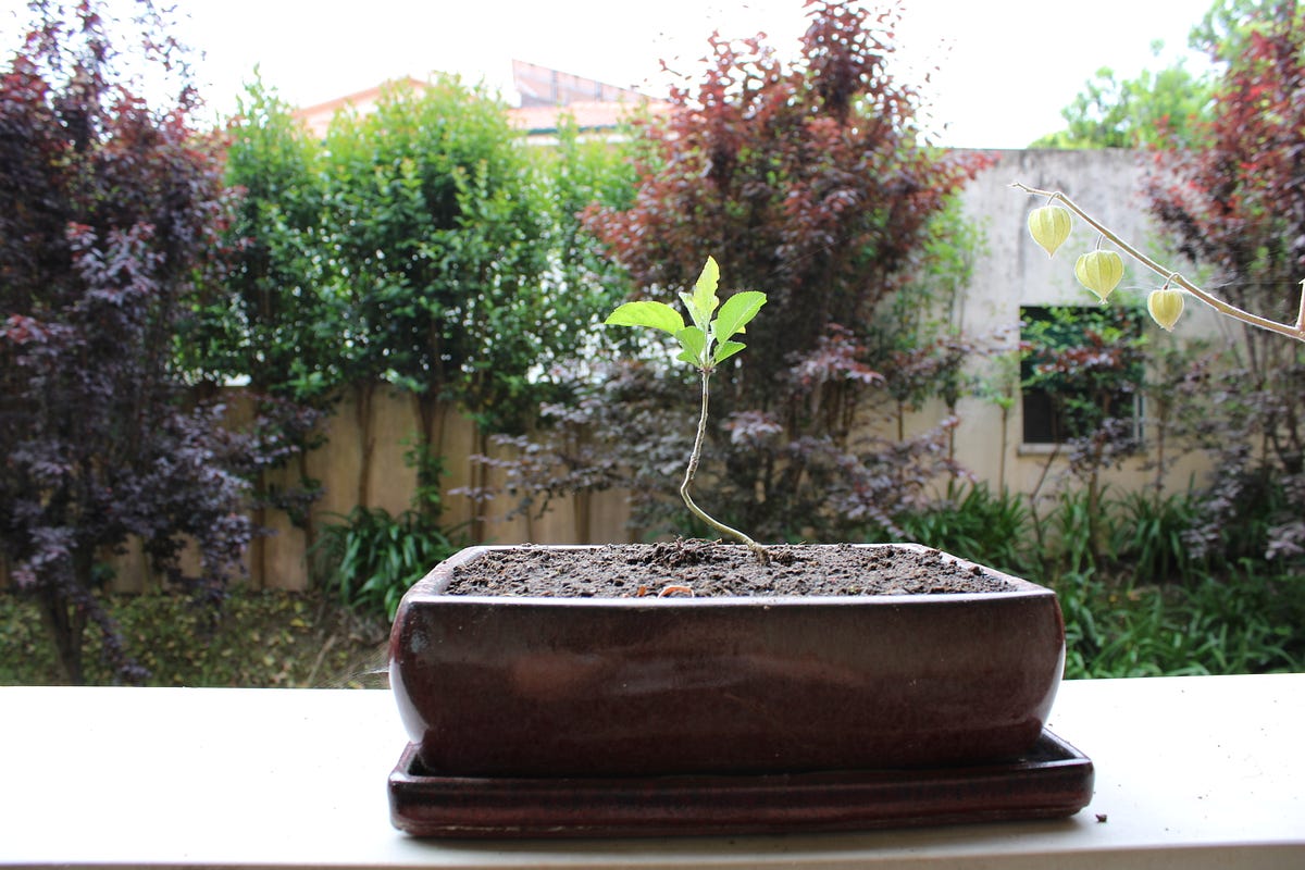 Grow Your Own Bonsai Tree. I have always been fascinated by this… by