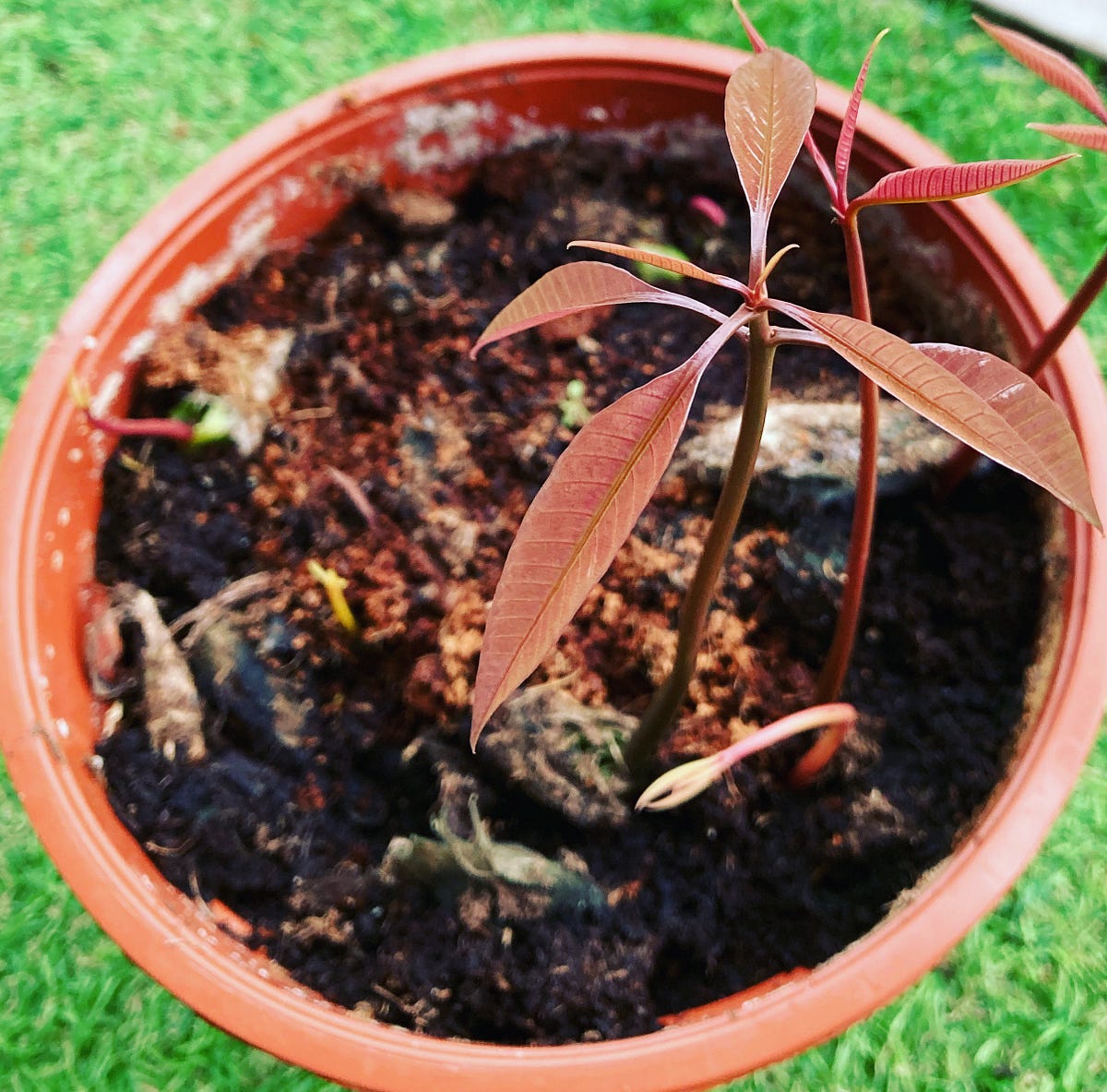 Growing Mangoes in the Netherlands by Yamini Hundare hiKite Medium