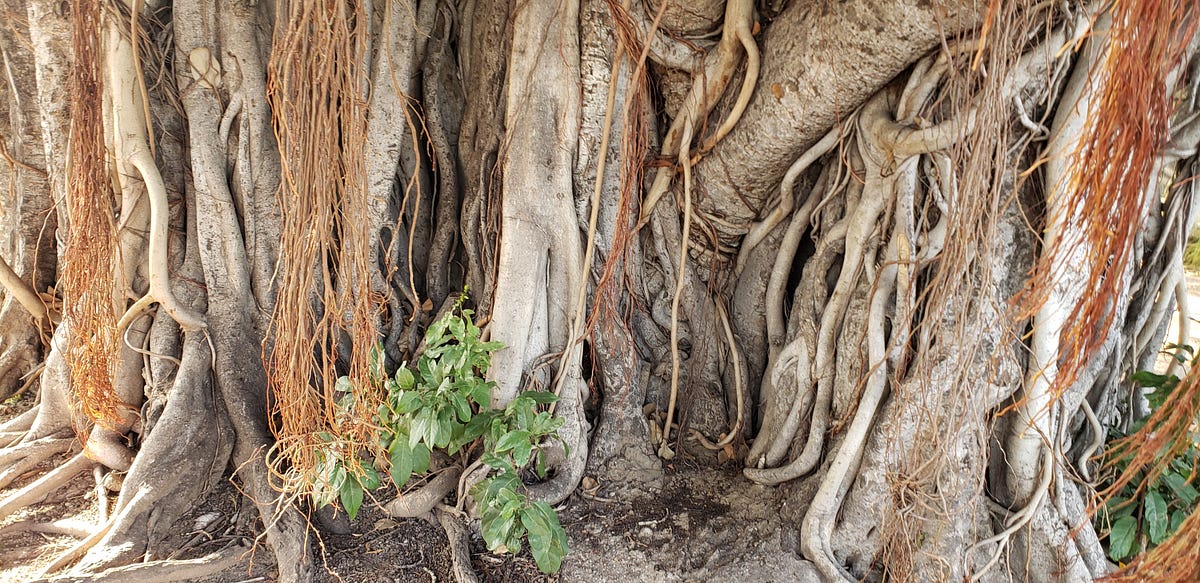 Strong, Stronger, Strongest. Spiritual Tree by Annelise Lords