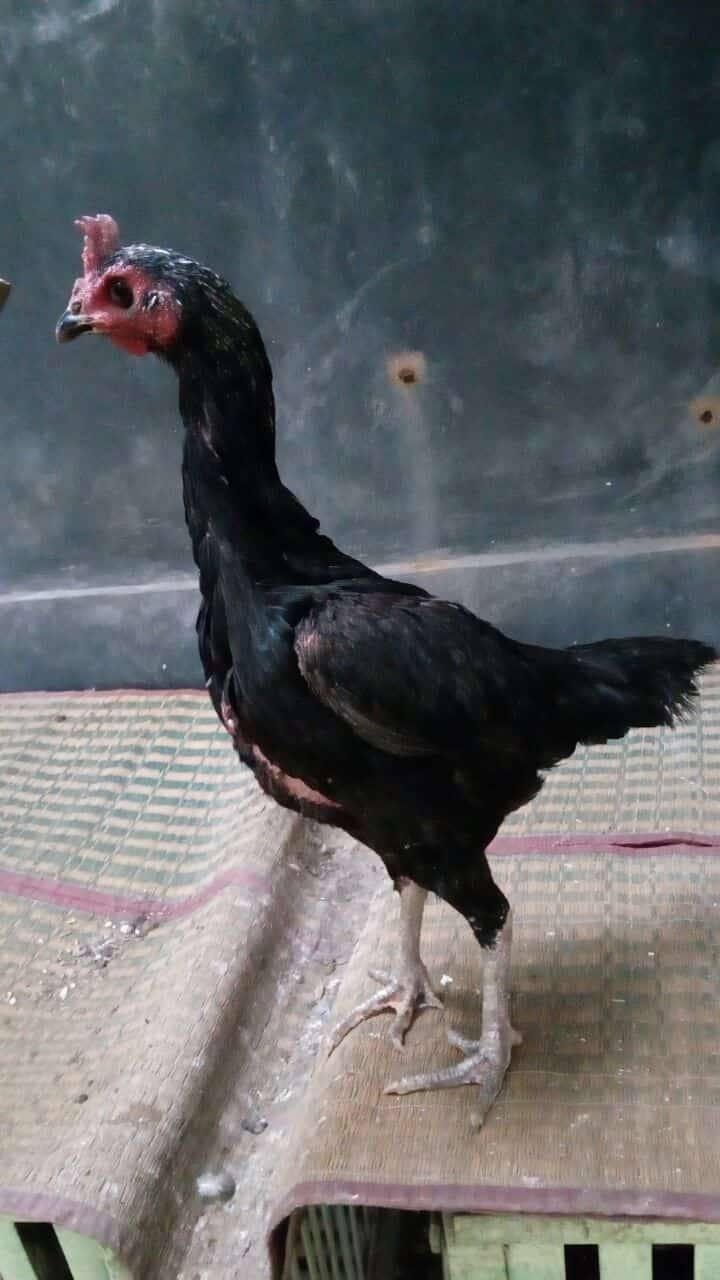 Telur Ayam Birma Ori Ayam pama ori adalah ayam dengan
