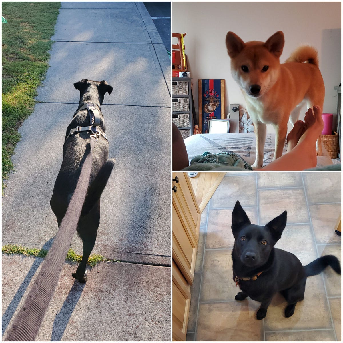 Why I am Launching a Dog Sitting Business by Ayla Granberg Medium