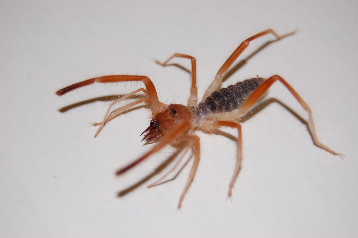 The Creepiest of Crawlies Are the Focus of a New Grant by Denver