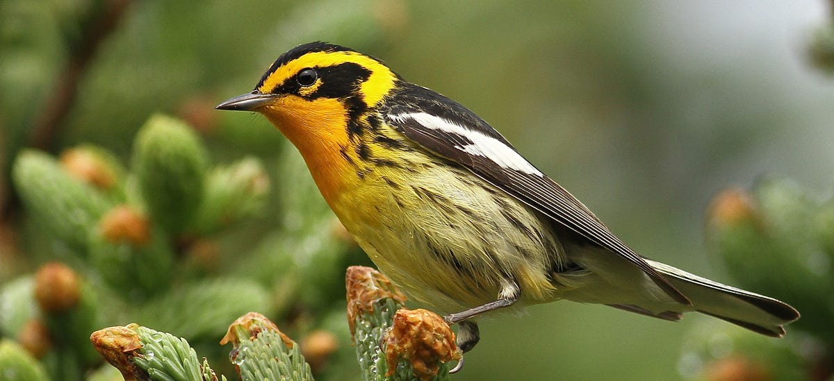 Citizen Science Reveals Annual Bird Migrations Across Continents
