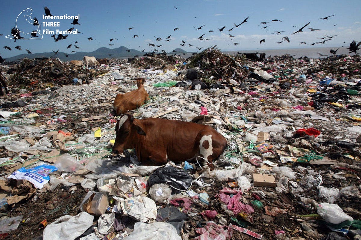  Why do we need to protect wildlife? by Rebecca ai Medium