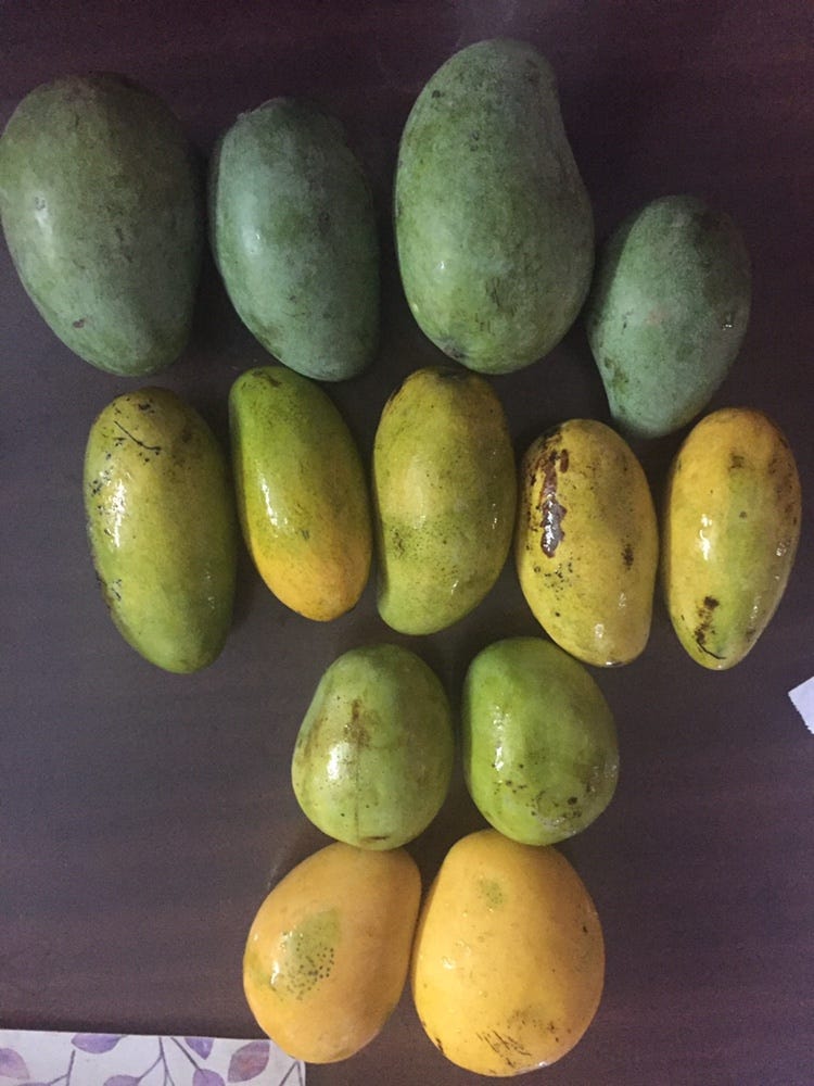 ‘TIS THE SEASON FOR MANGOES!. Mangoes, aam, mambayam, by Tooth Truth