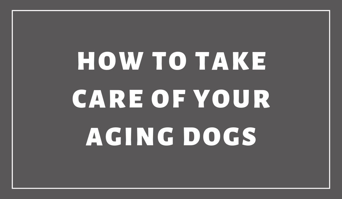 How To Take Care of Your Aging Dogs by Pets Abs Medium