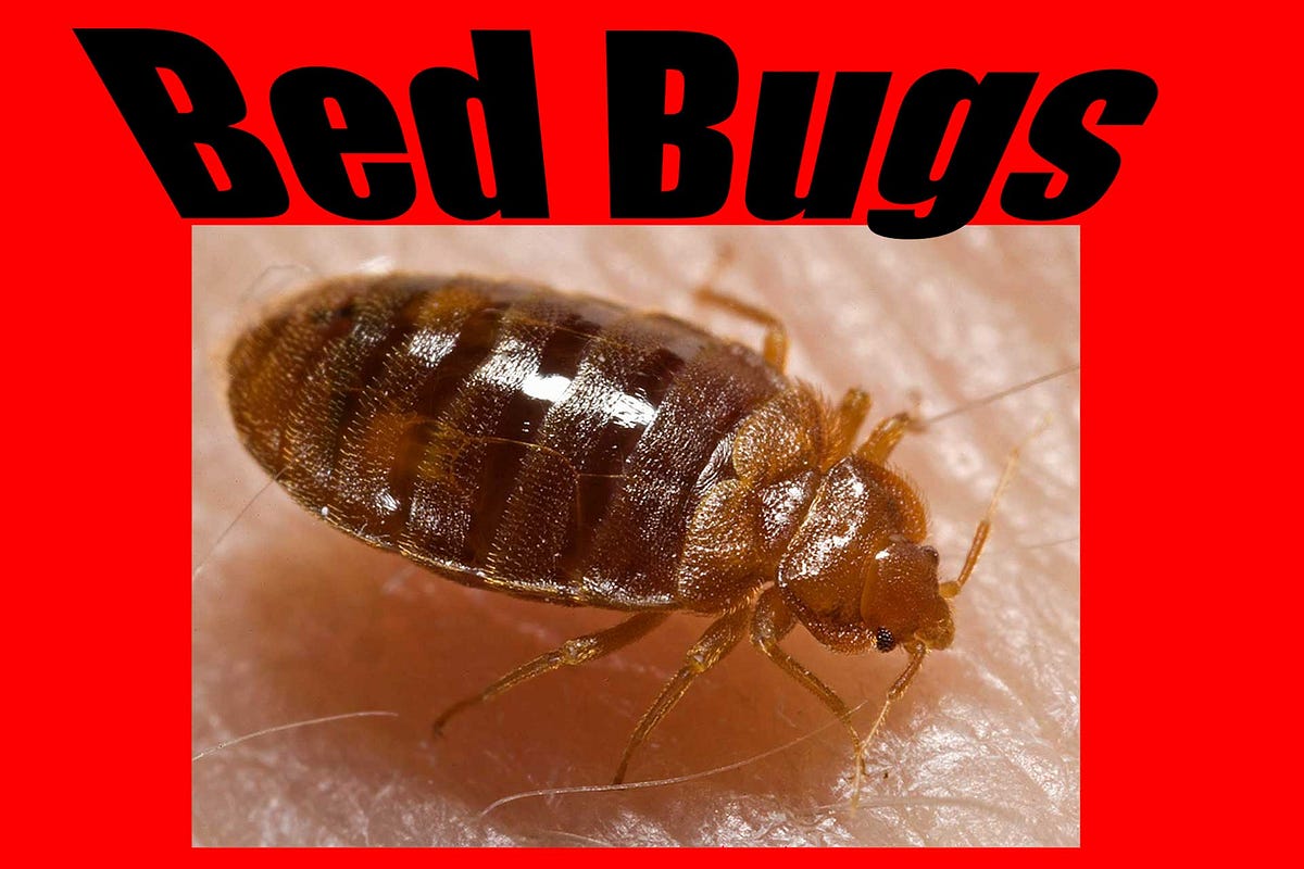 All About Bed Bugs. What is a bed bug? by