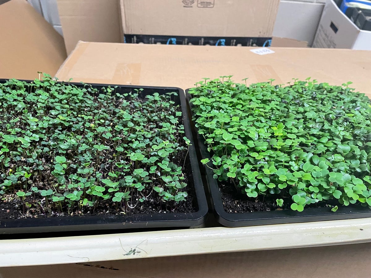 You Can ReUse that Microgreen Soil by Eric Scheske The Gardening Hemisphere Jan, 2023