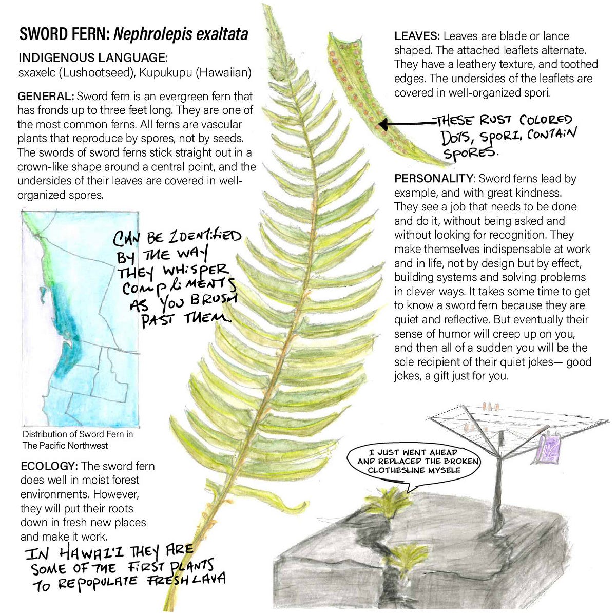 A Field Guide to Ferns. Some ferns I have known, with facts… by
