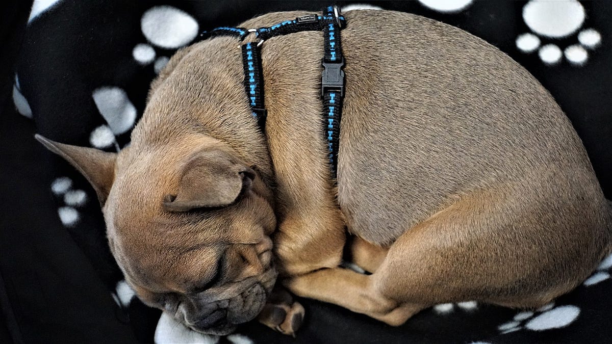 Why Do Dogs Curl Up When They Sleep? by Shanon Sandquist Medium