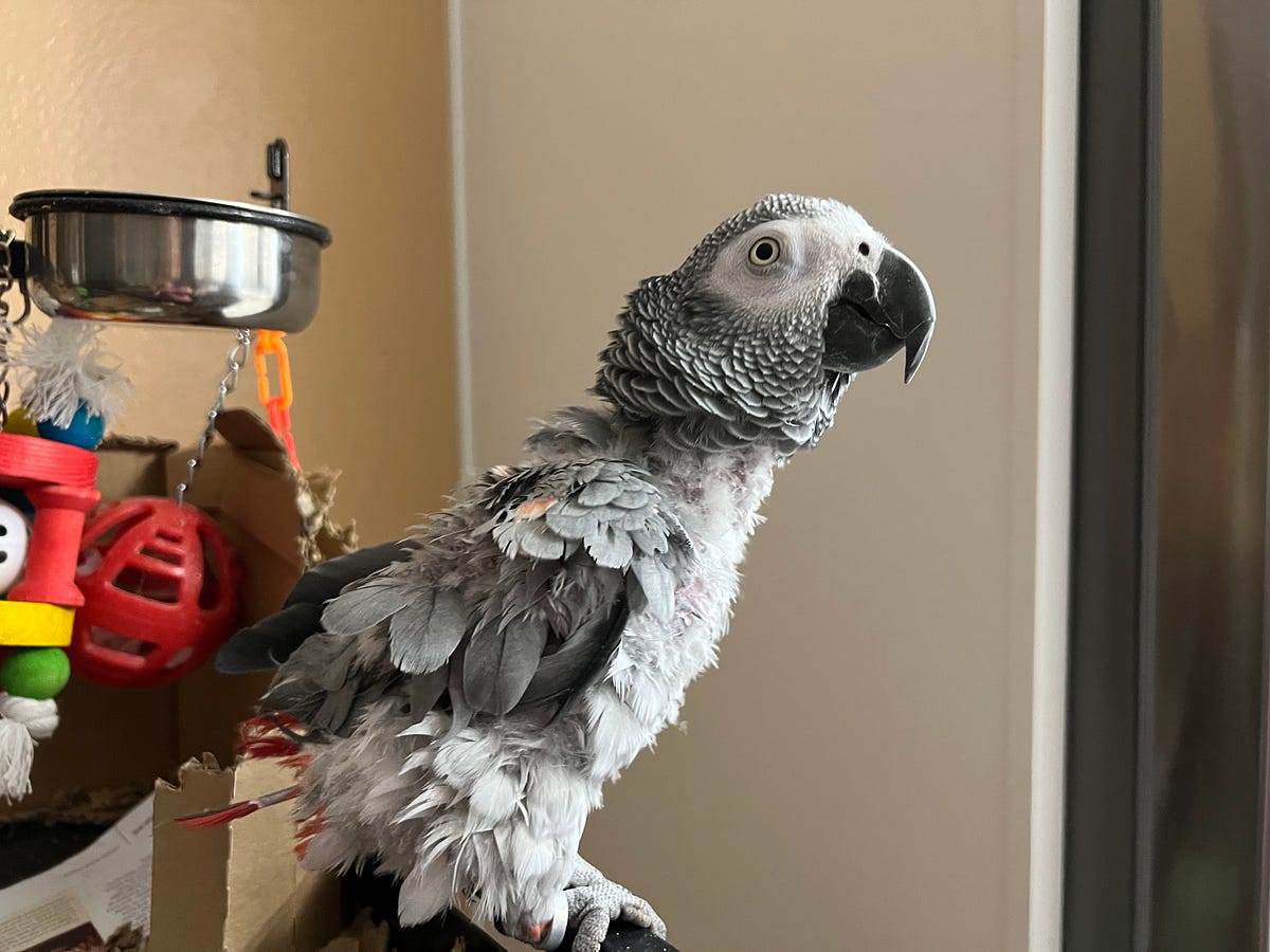 Living with Kenya an African grey Congo parrot . by Mona Lisa Medium