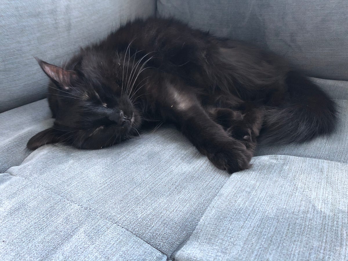 What’s the Best Way to Trim a Cat’s Claws? by Beth Hanson Cat Lady