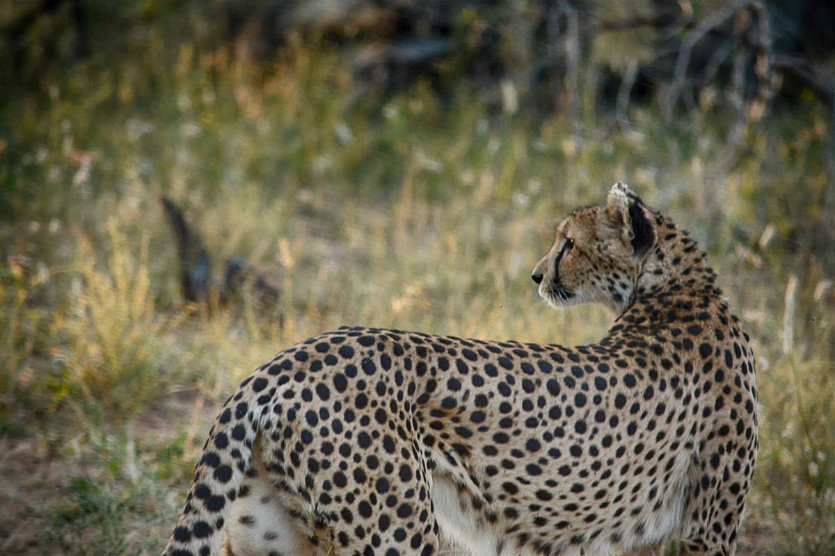 Protecting the cheetah population by Ciera Serrano Sierra Nevada College Conservation