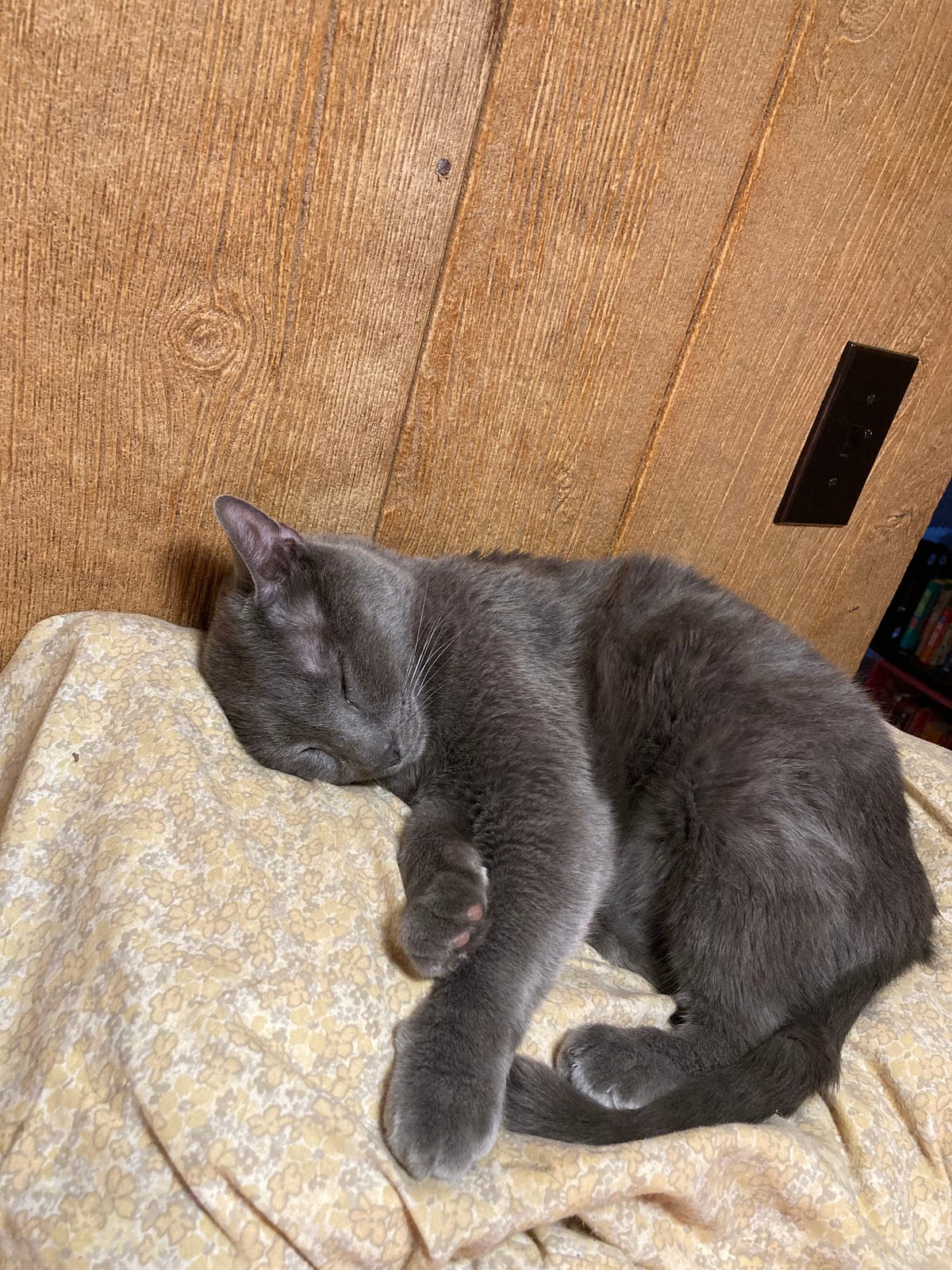 My Cats Need Their Own House. Or maybe I should move out and let them