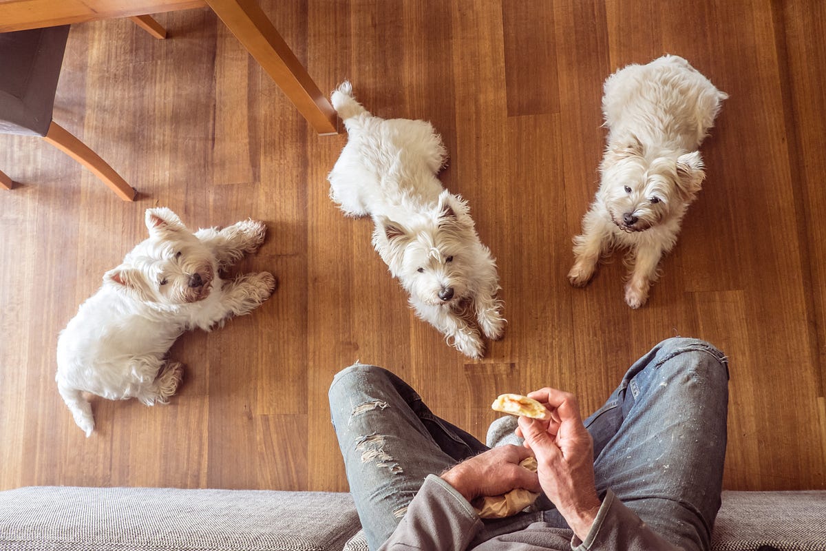 VitaLife Reviews What Human Foods Can Your Dog Eat? by VitaLife Medium