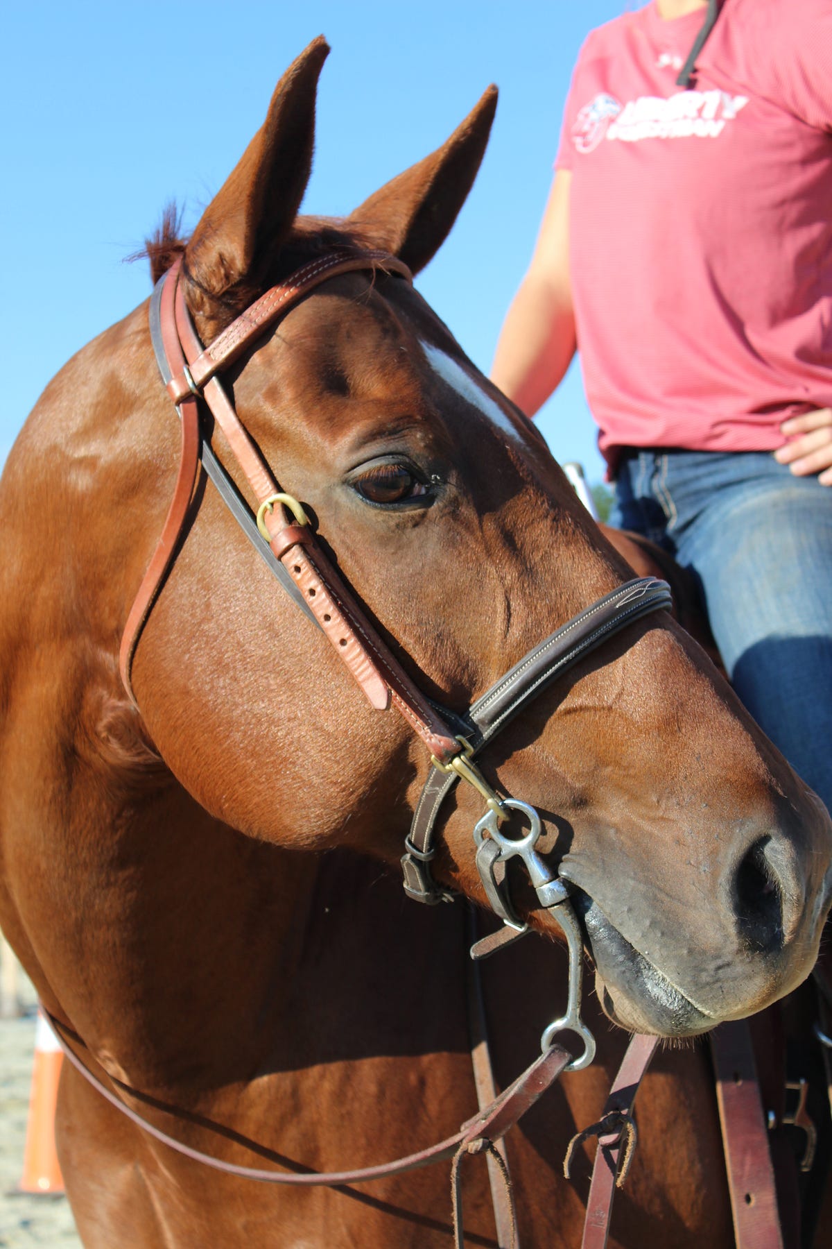 Mount Up. How the Liberty University Equestrian… by Cass Steptoe Medium