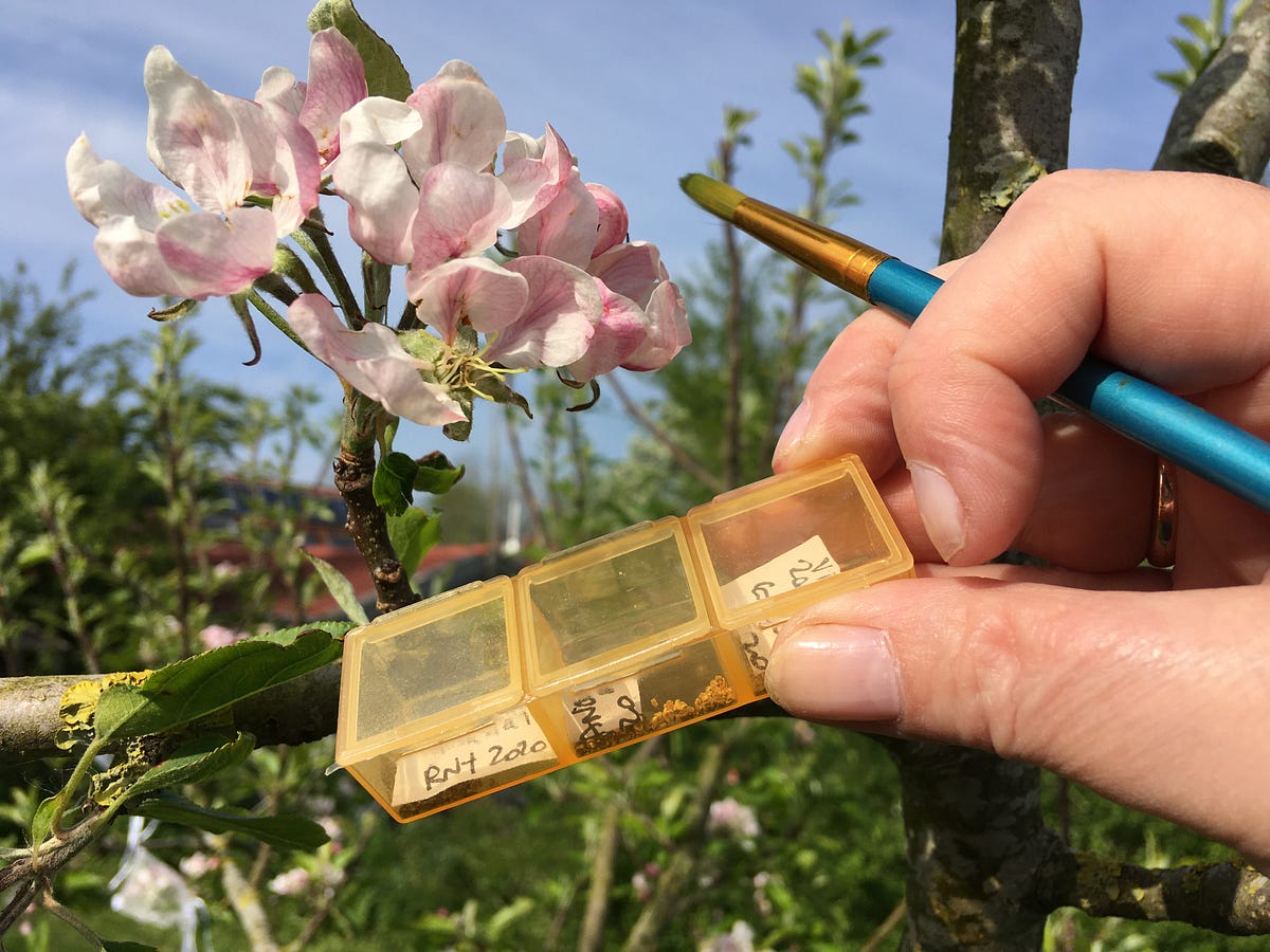 41. Apple crosspollination memories of spring 2021. by Elena (Lena