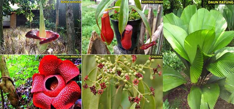 5 Tumbuhan Langka di Indonesia yang Hampir Punah | by Flora dan Fauna  Indonesia | Medium