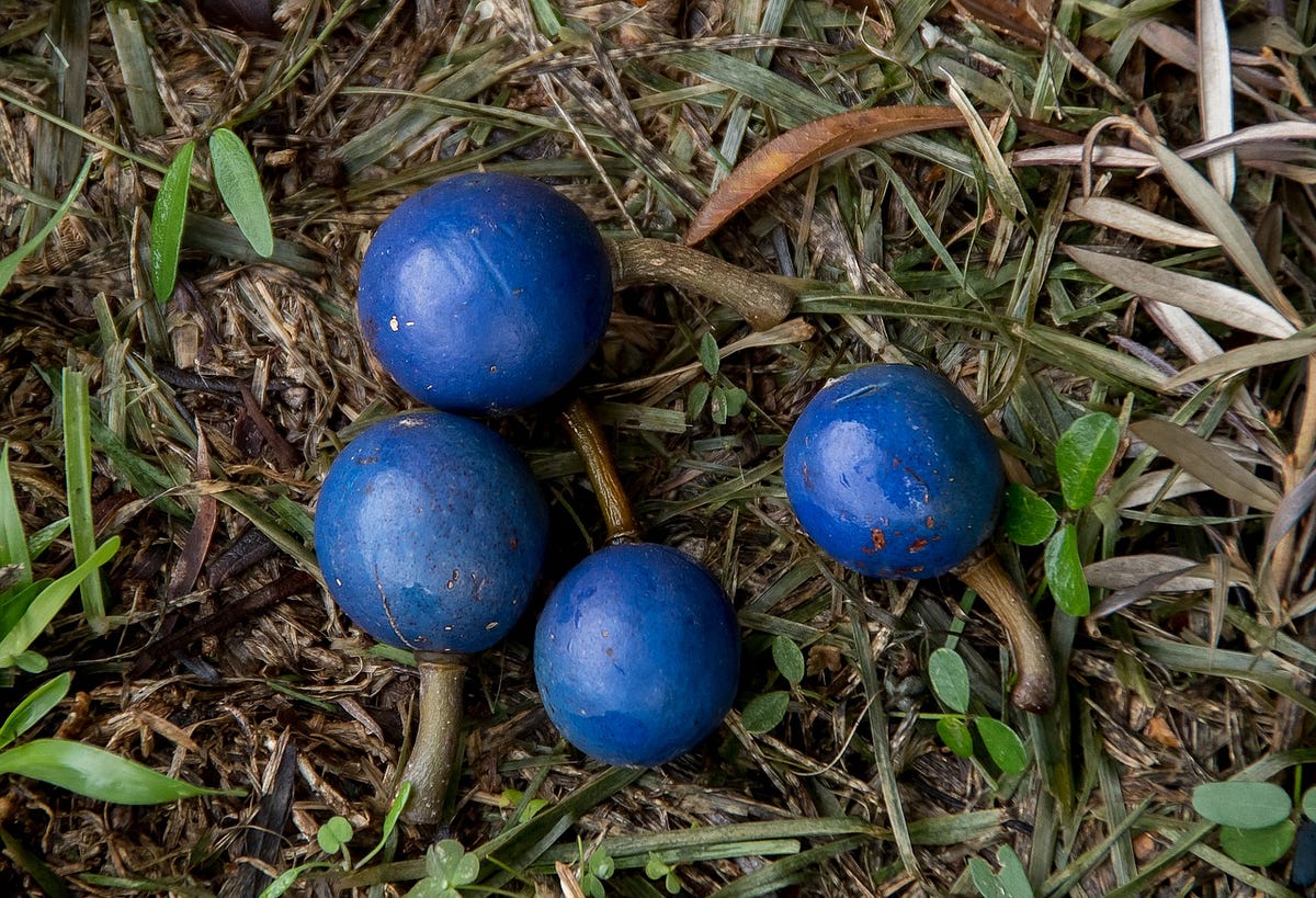 Is there any naturally occurring blue food? by Nilanjan