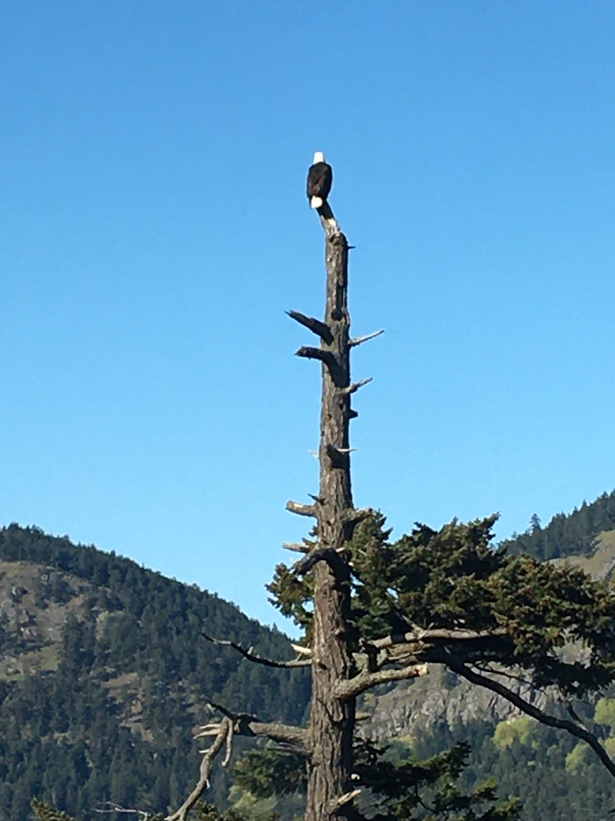 Where Have All The Small Birds Gone? by Elder Taoist Reciprocal