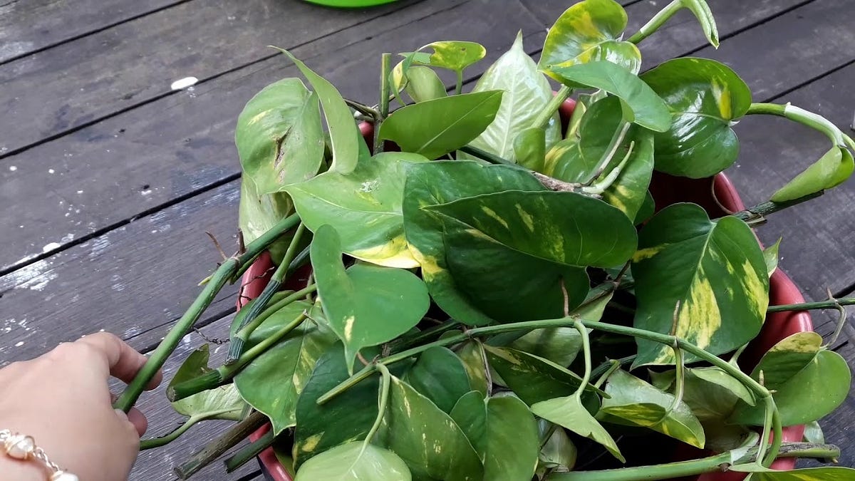 Tips Menanam Daun Sirih Gading Serta Perawatannya by Lim Corp 8 Medium