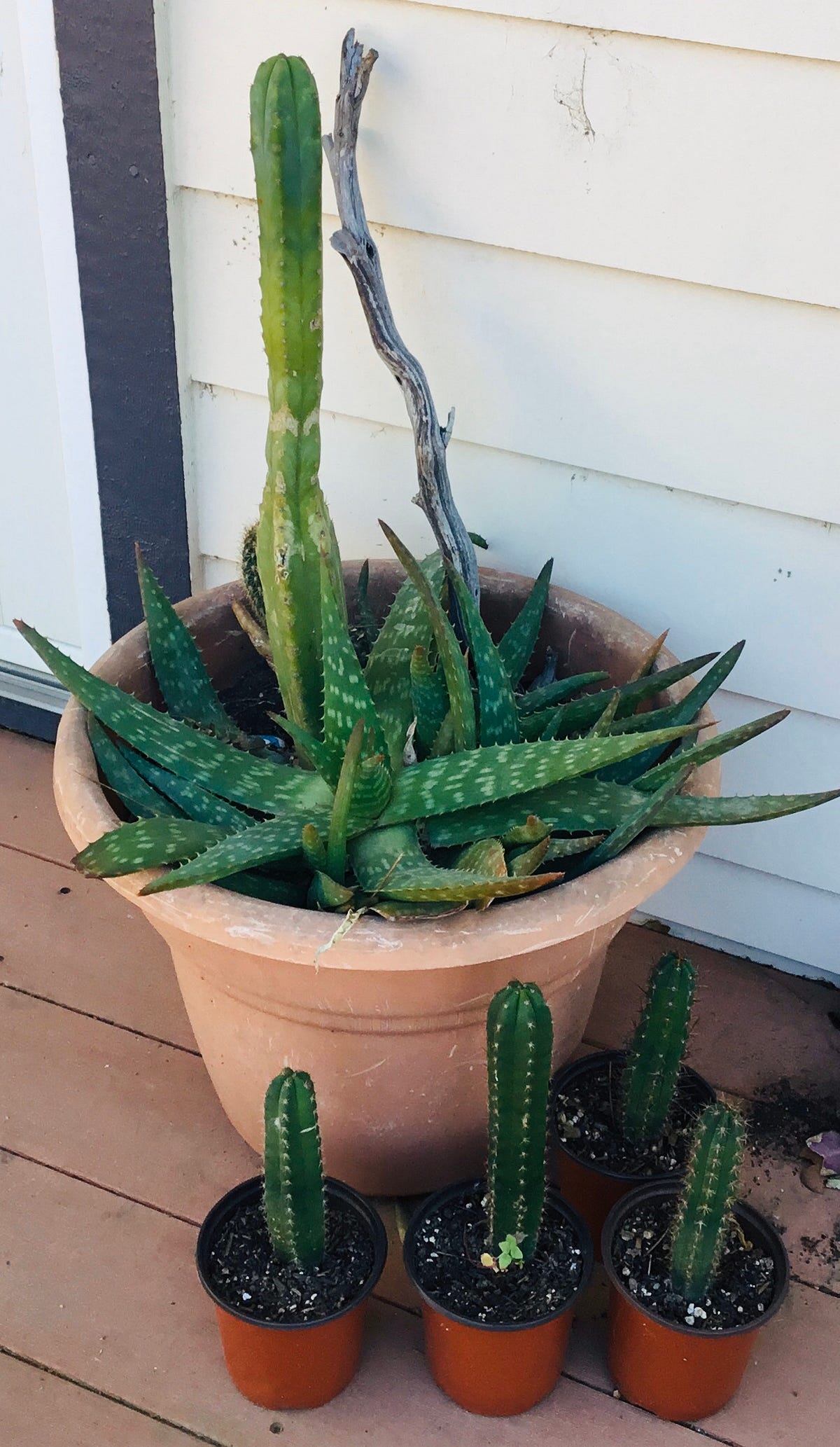 Determining the strength of San Pedro or Peruvian Torch Cactus by