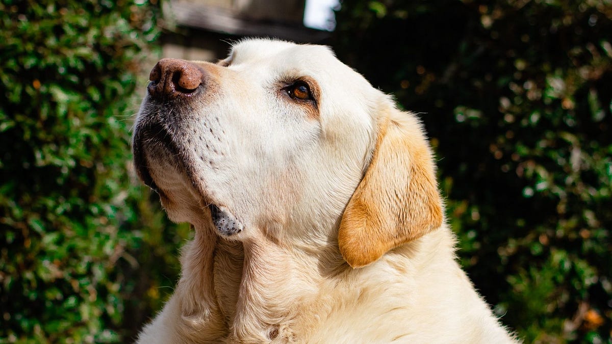 Eugene Plotkin How Being a Dog Dad Helped Me and My Business by