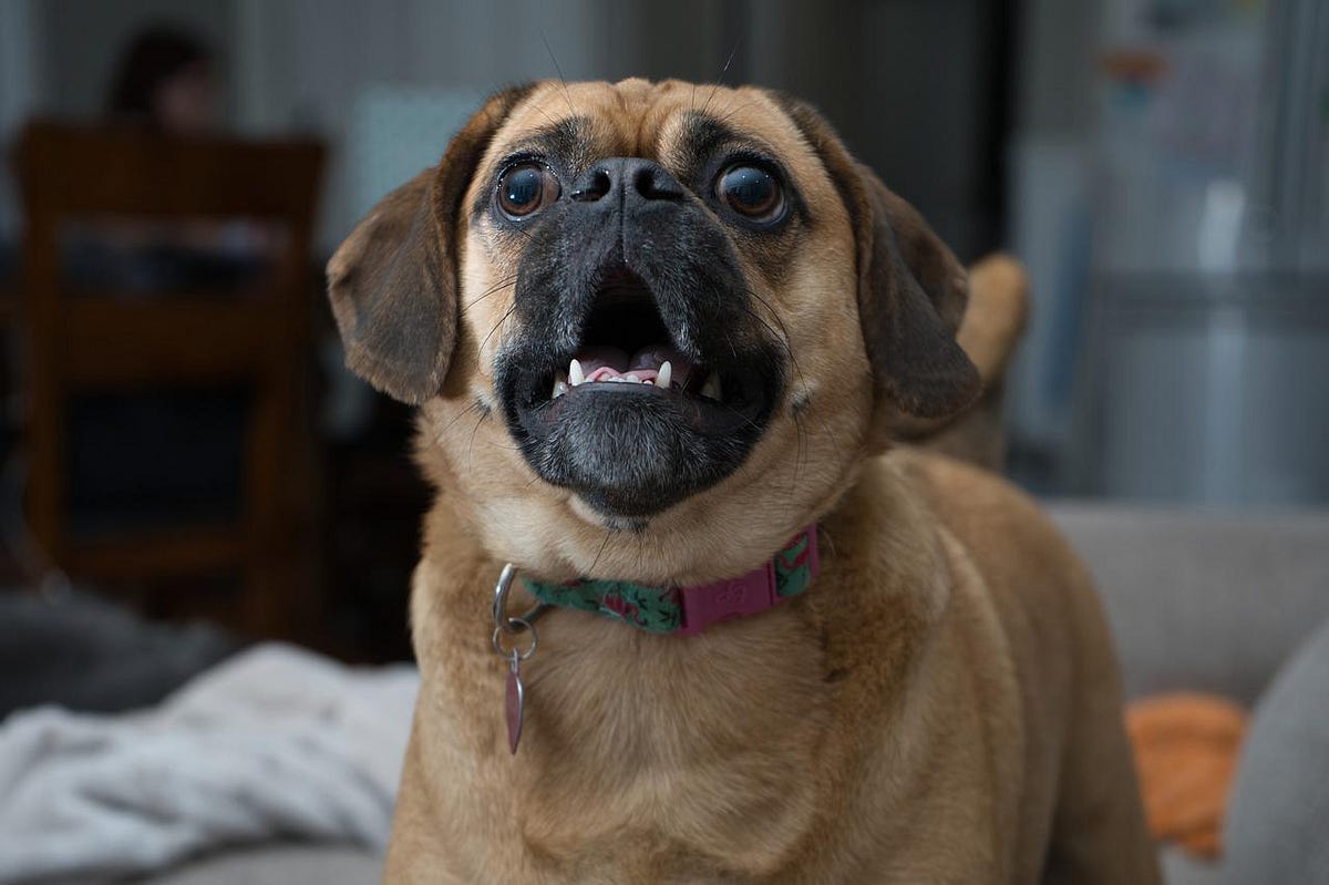 How Can I Get My Dog to Stop Barking at Strangers? by Shanon