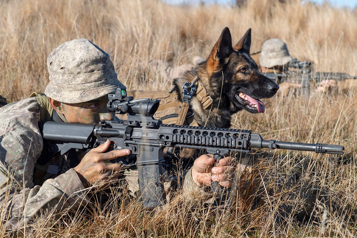 NZ Army puts trainee dog handlers to the test New Zealand Defence