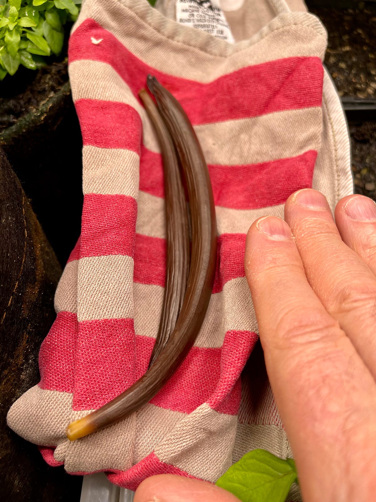Vanilla Pods Ripening.. Here Goes, Starting Vanilla Ripening… by Dr