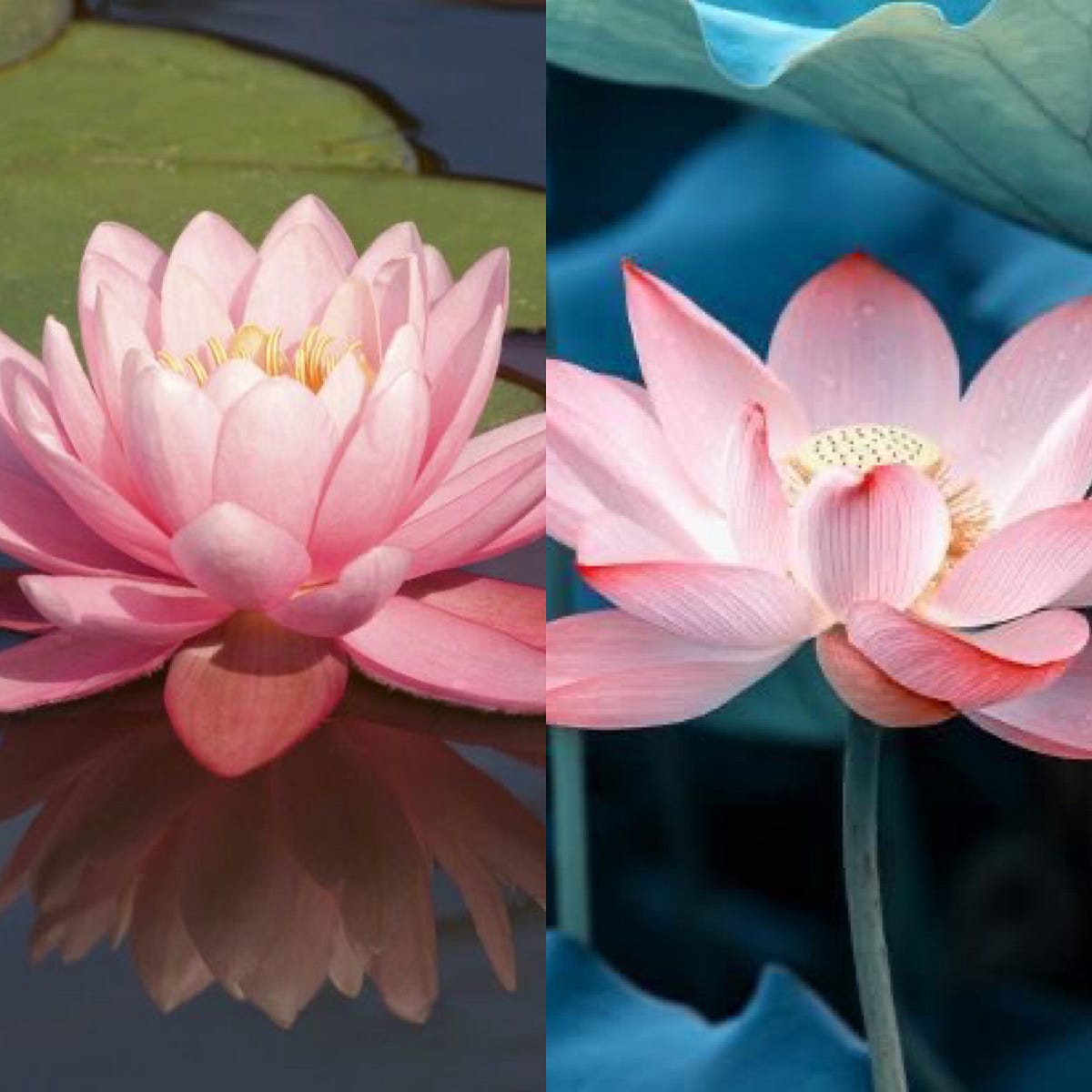 Larkspur dan Water Lily Positivity and Purity by Citra Medium