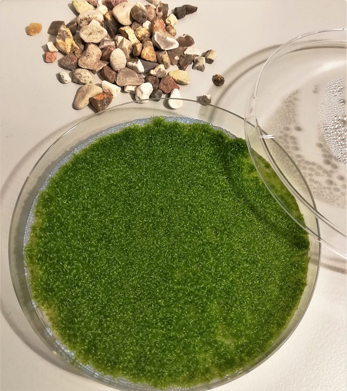 How to Grow Moss. I think it is about time to talk a… by Henrik Toft