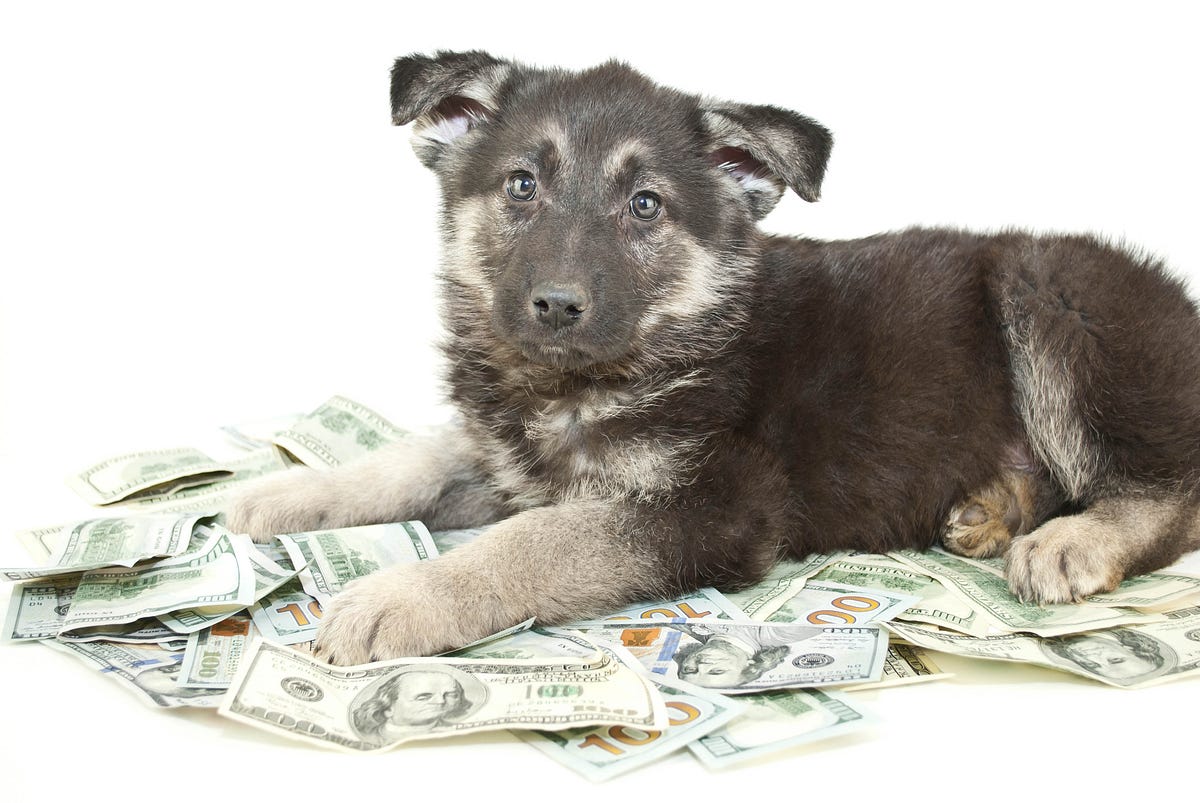 Three Reasons Why Your Veterinarian is so Expensive by Rachel Swygert