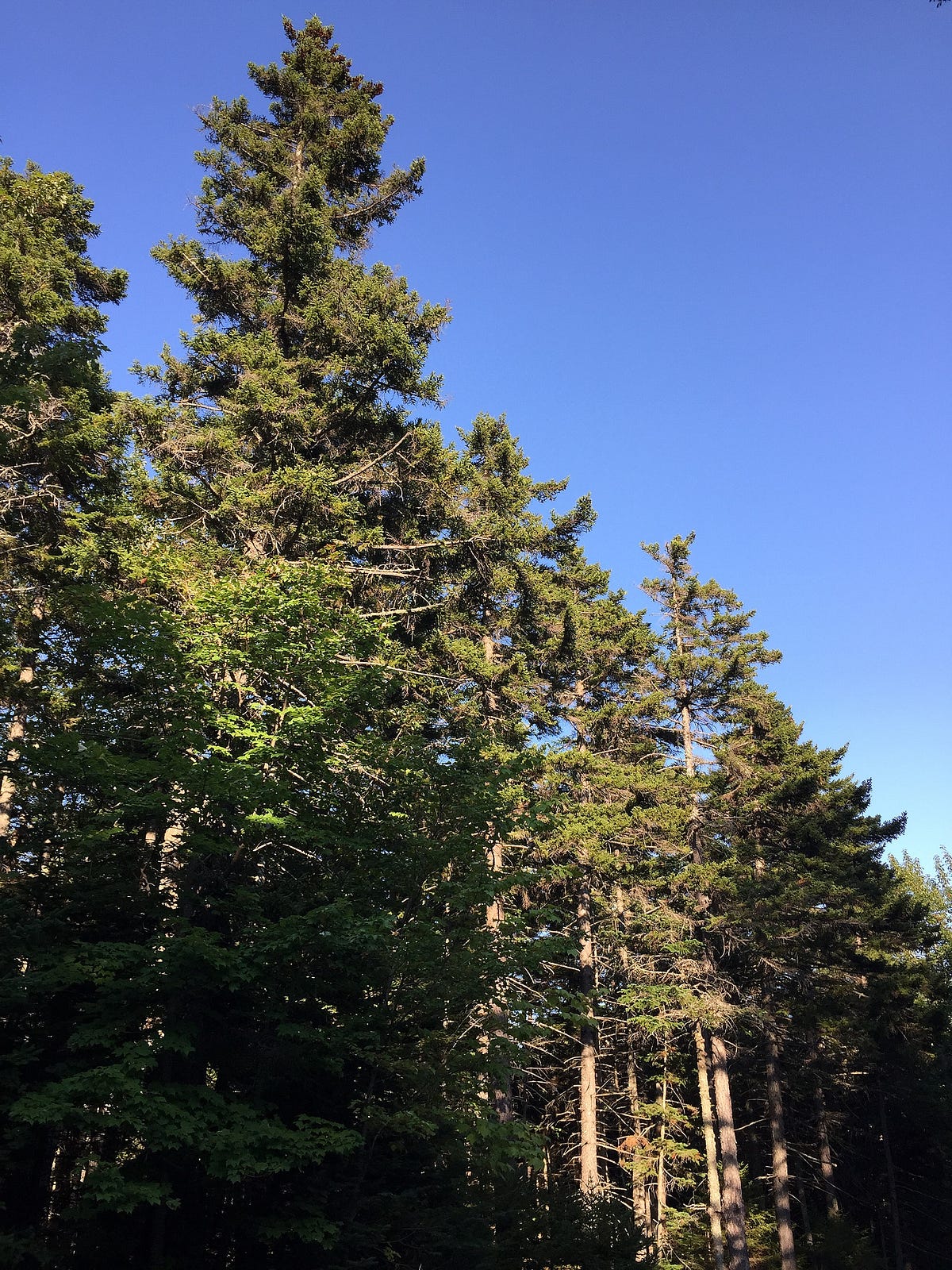 Red Spruce Tree. You should have been invisible by Patrick M. Ohana