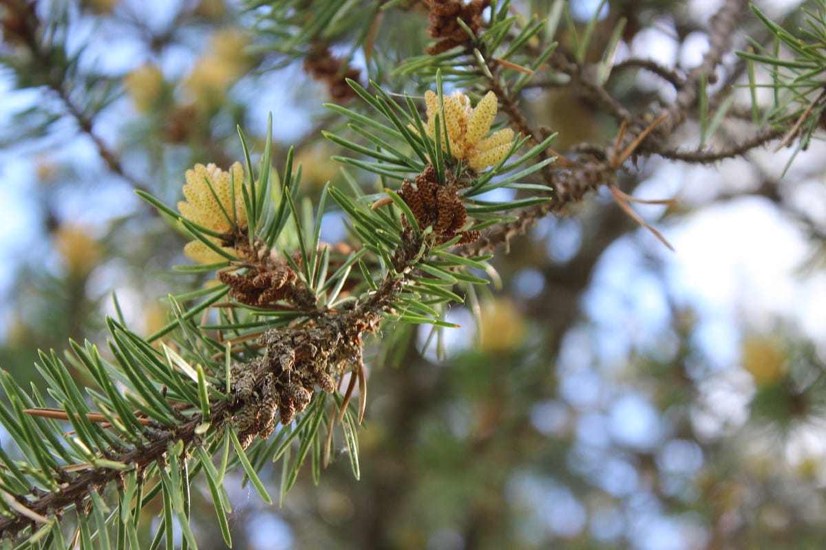 When Trees Are Budding /Hope Springs Eternal ILLUMINATION