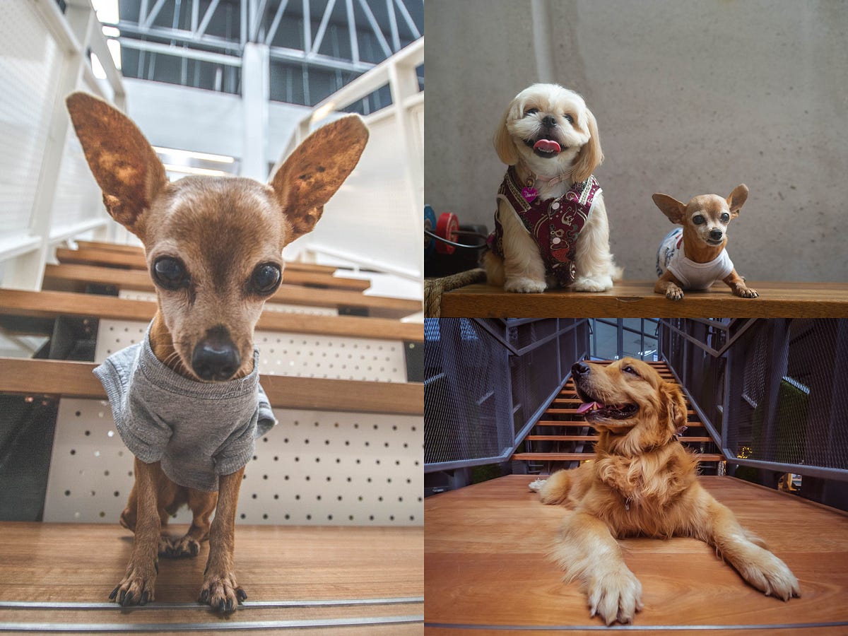 Top 10 Pet Instagramworthy Spots in The Square by Jaya One by Jaya