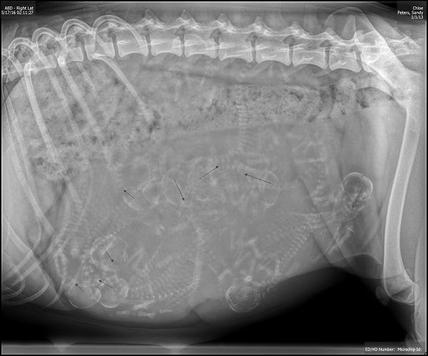 YOUR DOG’S PREGNANCY WEEK BY WEEK by BULLY KING Magazine BULLY KING