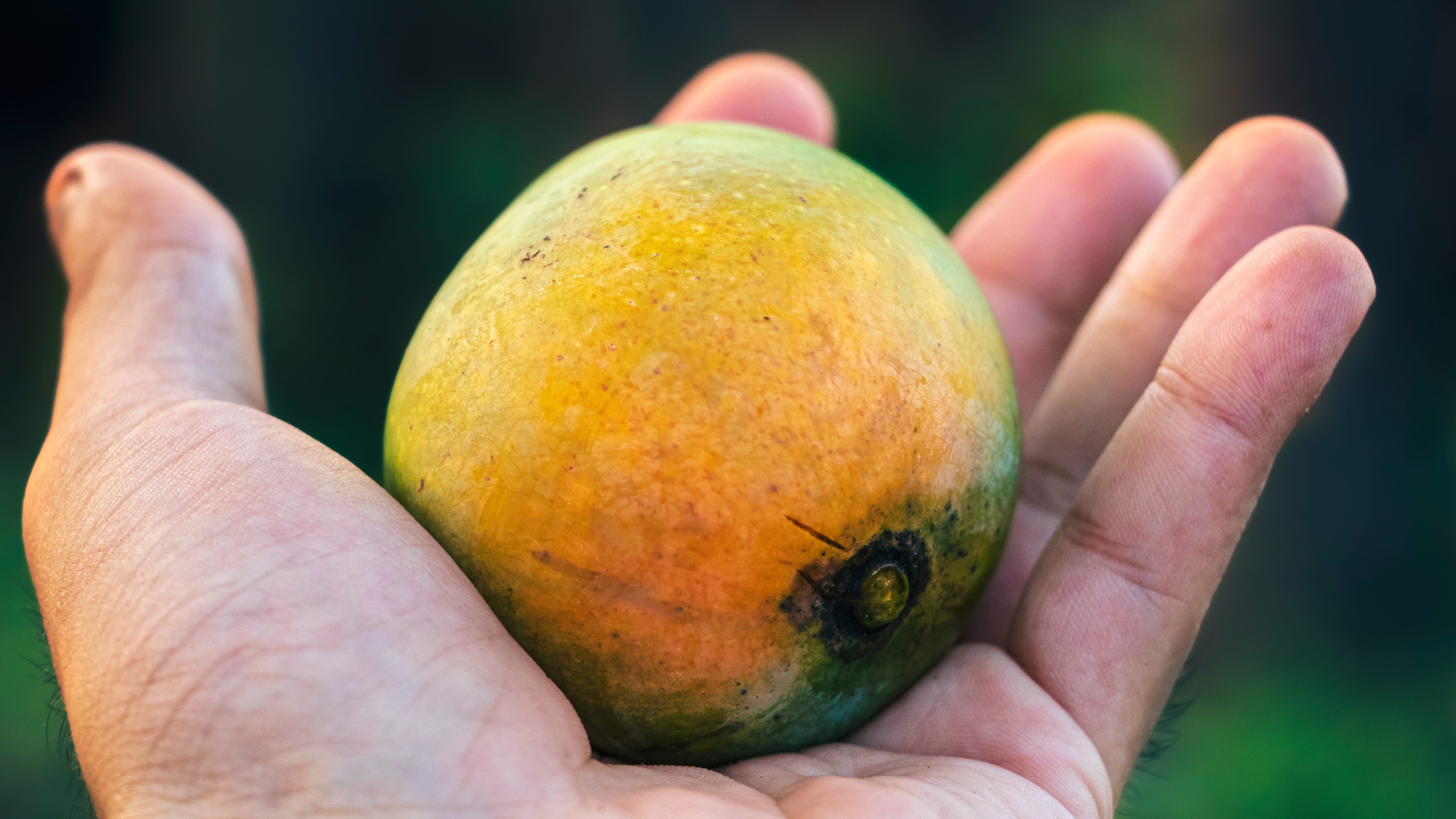 The Surprising Link Between Mango and Poison Ivy by Sam Westreich