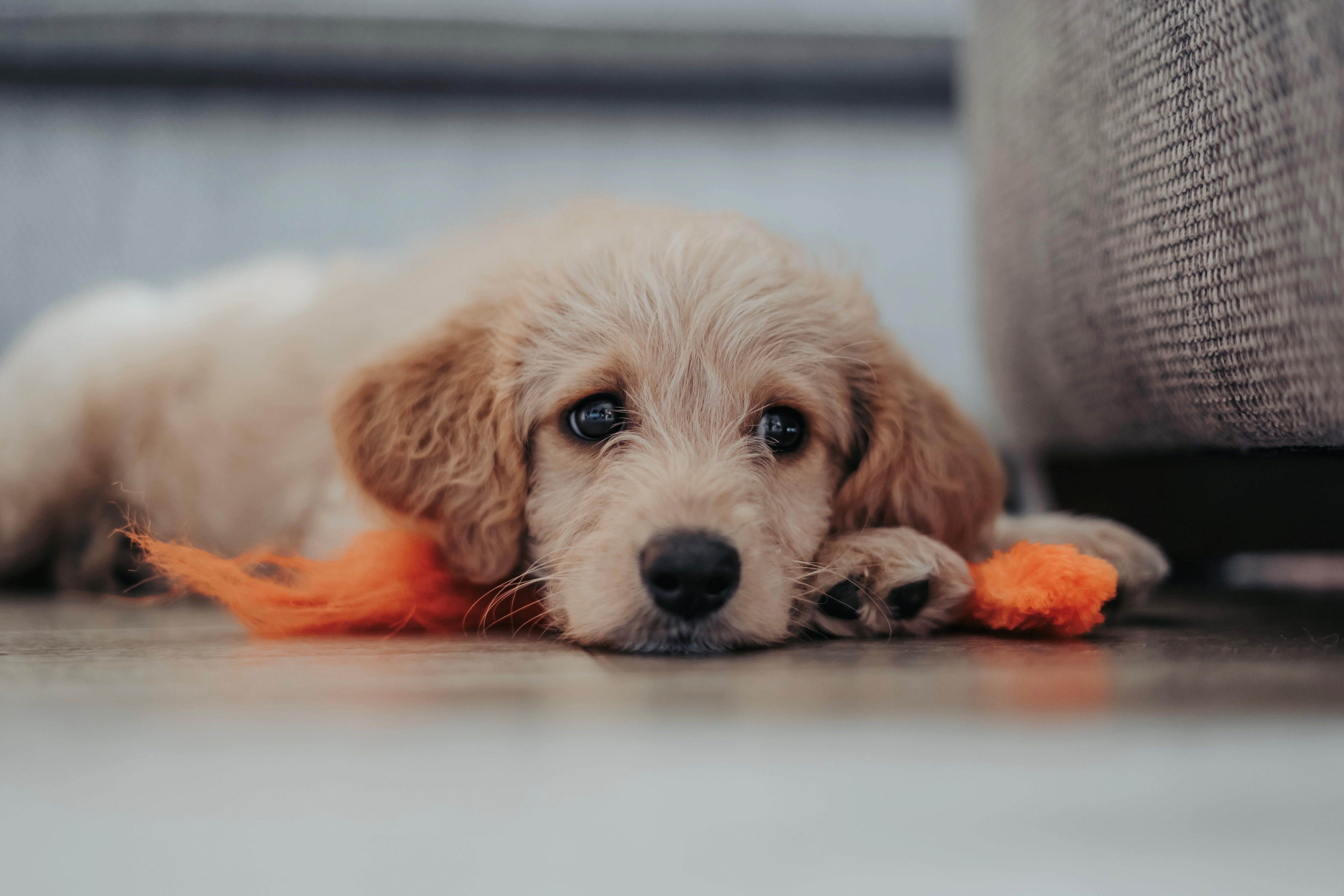 How Getting a Puppy Prepares You For Parenthood by Jamie Golob