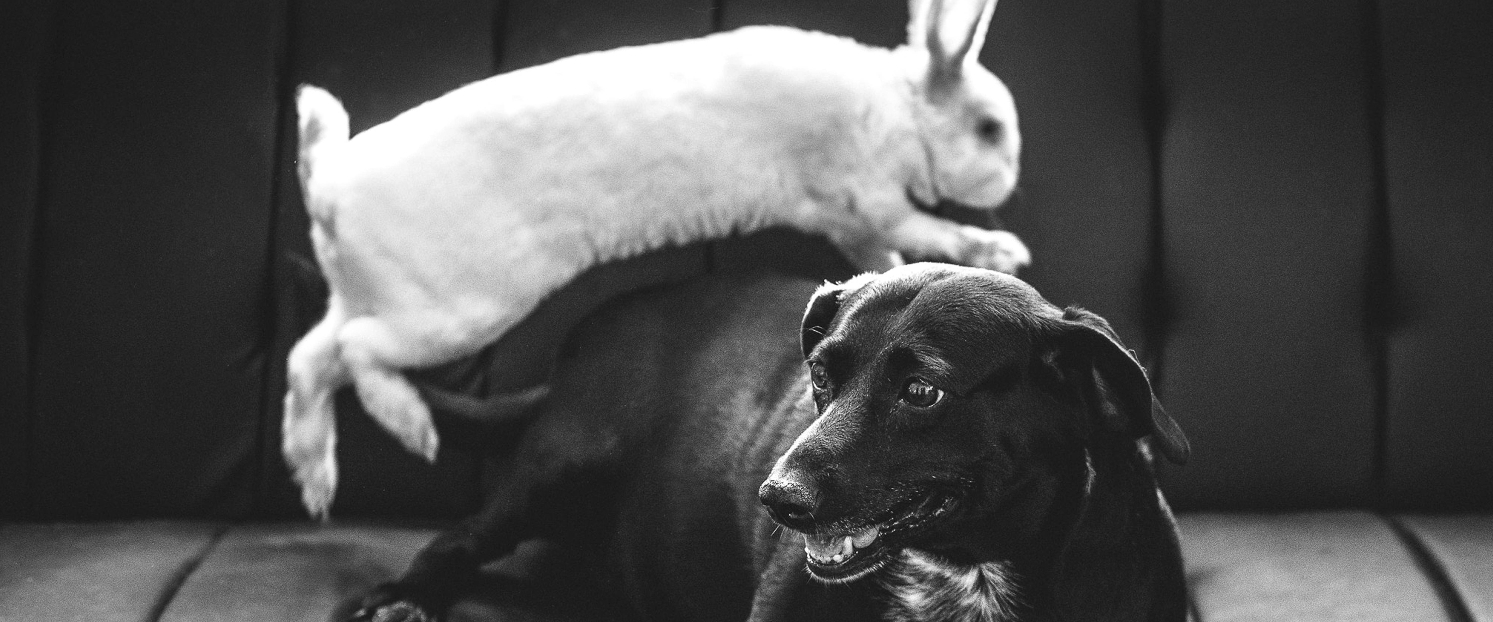 A Dog Chases a Rabbit. Poem by David Groulx by Coil Poetry The Coil
