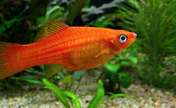 Cara Berkembang Biak Ikan Renunganku