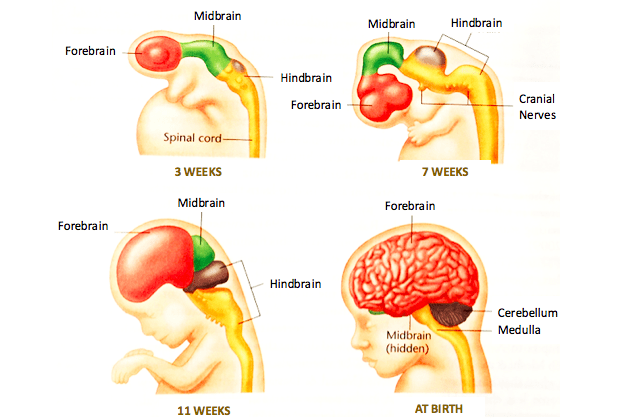 Ever wonder what’s going on in your kid’s developing brain? by Galyn