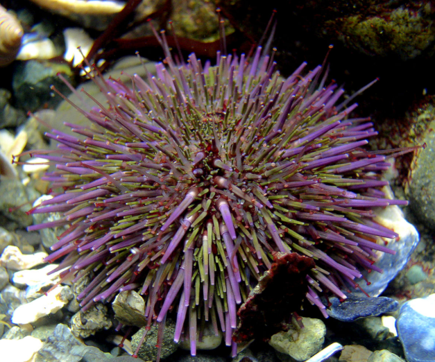 Predicting the sea urchin fertilization with varying pH by Machine