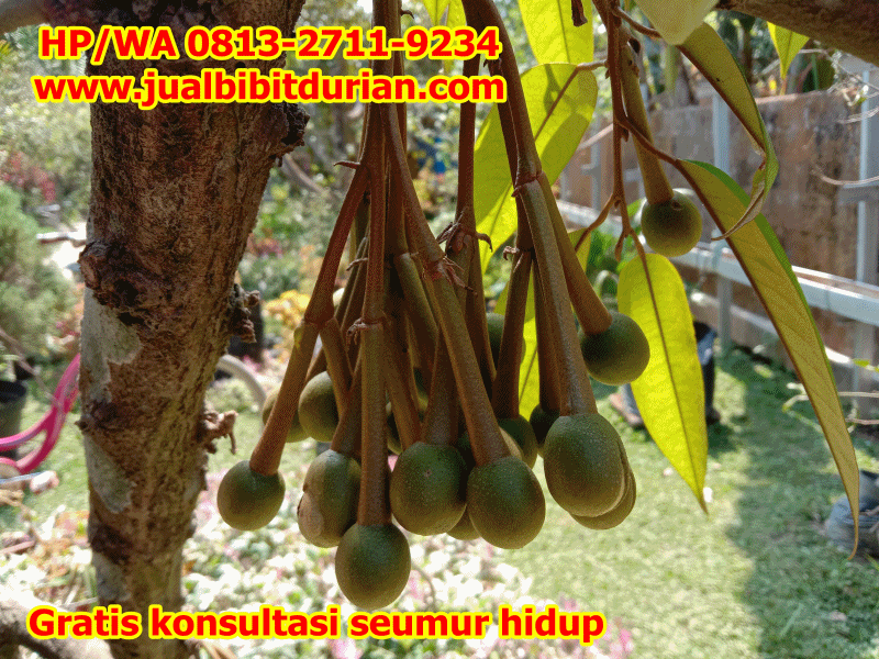 Jual Bibit Durian Kebumen Medium