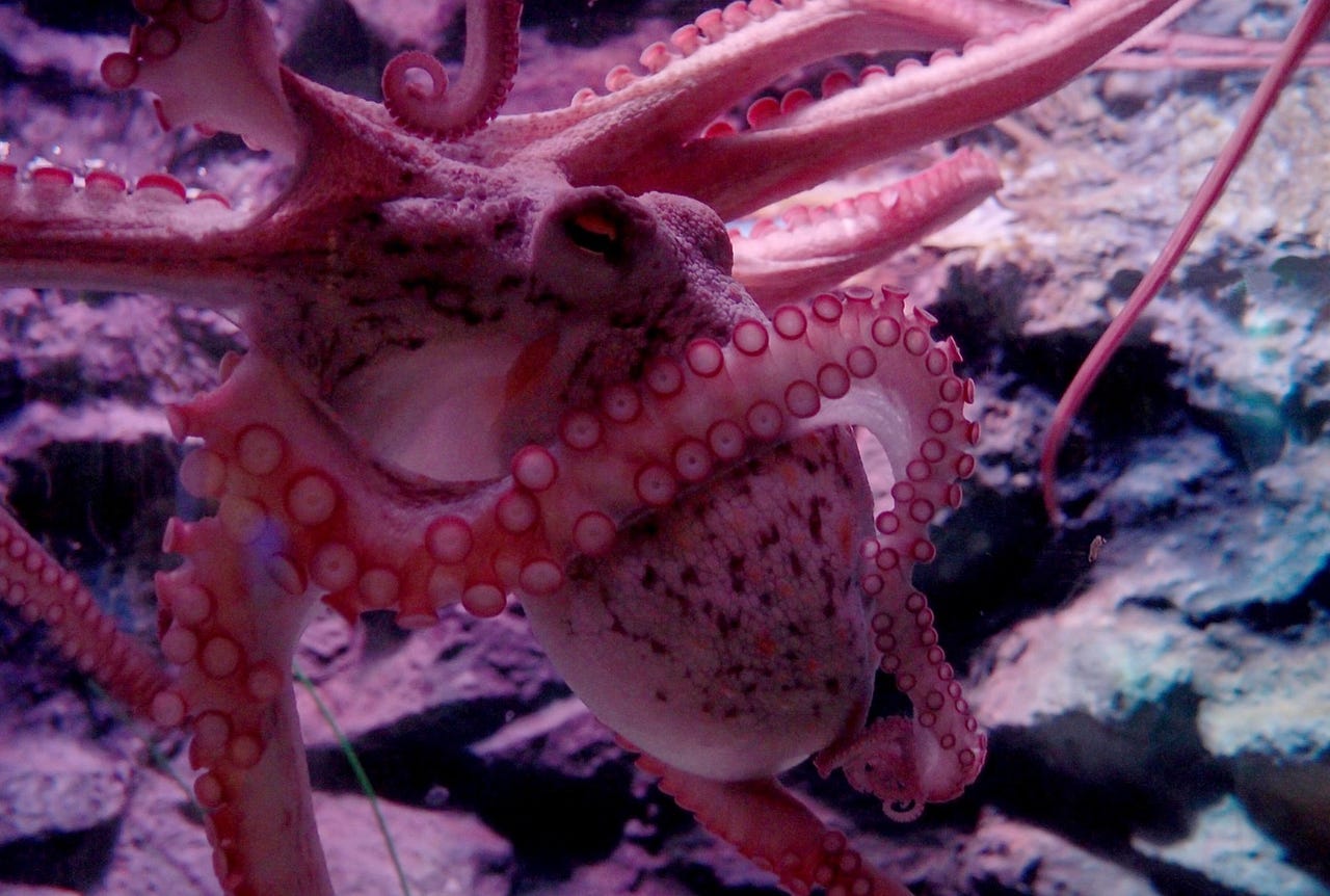 Spiteful Wild Octopuses Are Punching Fish by Alexander M. Combstrong