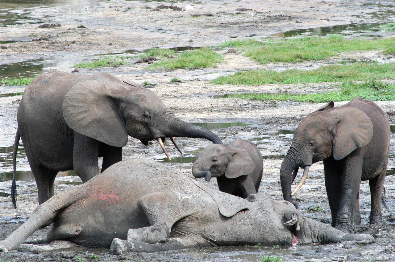 Recognizing Their Dead Elephant Reactions to Death